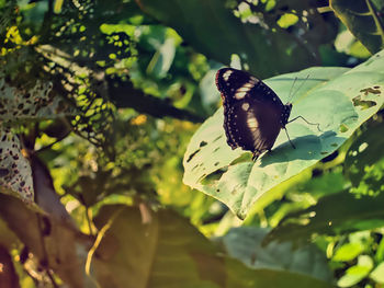 Close-up of butterfly on leaf