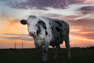 Portrait of cow standing on field against sky during sunset