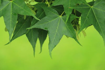 Close-up of green leaves