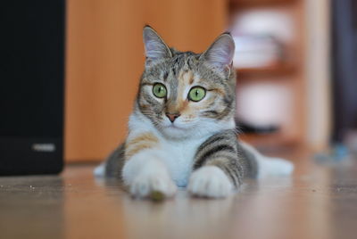 Portrait of tabby cat on table