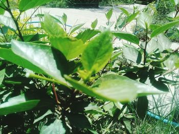 Close-up of fresh green plant