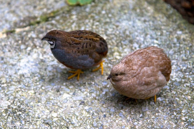 Close-up of bird