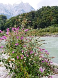 Pink flowering plants by lake against sky