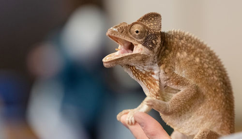 Close-up of hand holding lizard