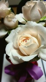 Close-up of white rose blooming outdoors