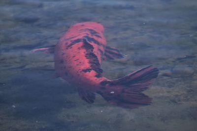 High angle view of fish swimming in sea