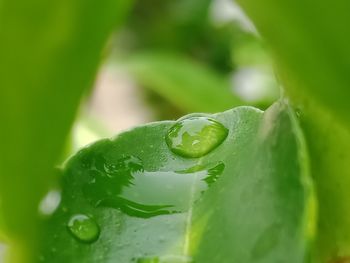 Close-up of wet green leaf on plant