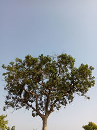 Low angle view of tree against clear sky