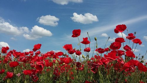 Close-up of red poppy flowers on field against sky