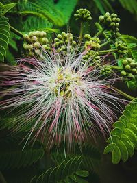 Close-up of green plant