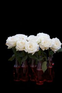 Close-up of white roses against black background