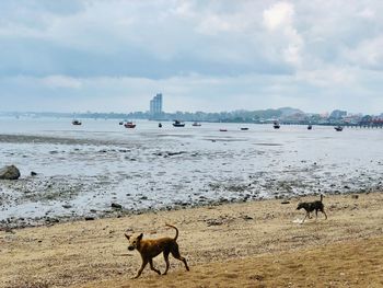 Horses on the beach