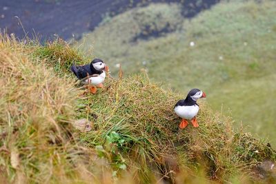 High angle view of puffins on field