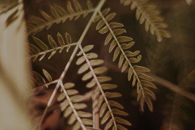 Close-up of leaves of plant