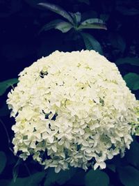 Close-up of white hydrangea flowers