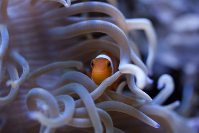 Close-up of coral and clown fish in sea