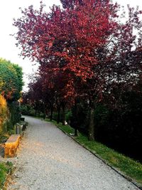 Road amidst trees against sky during autumn