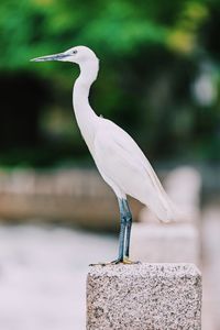 Close-up of bird perching on rock