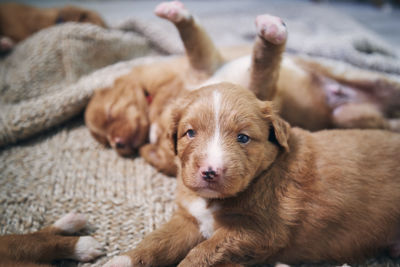 Close-up portrait of dog resting at home