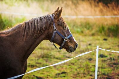 Horse standing on field