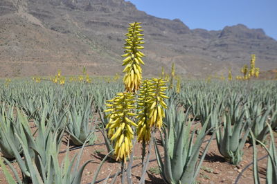 Plants growing on field