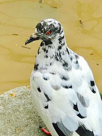 Close-up of bird perching outdoors