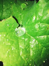 Close-up of water drops on leaf