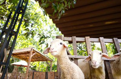 Cute little lamb. animal portrait.