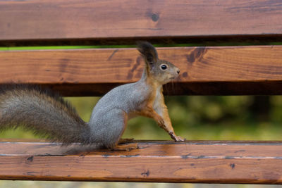 Close-up of squirrel on wooden plank