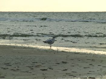 Seagull on beach