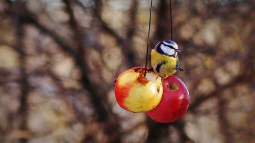 Close-up of bird perching outdoors