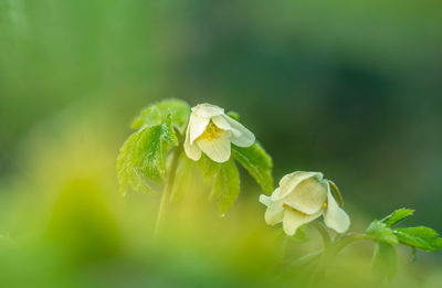 Beautiful white wood anemone flowers on a forest ground. shallow depth of field. 