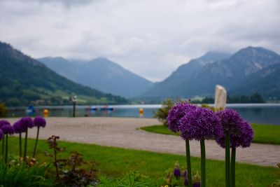 Purple flowering plant against mountain