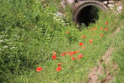 Red poppy flowers on field