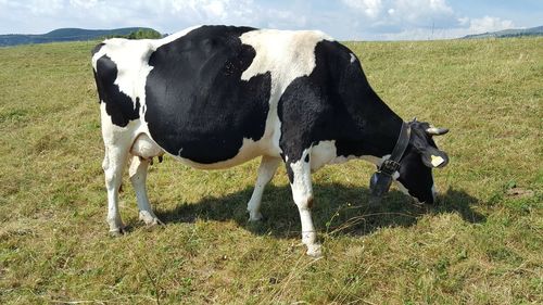 Cows in a field