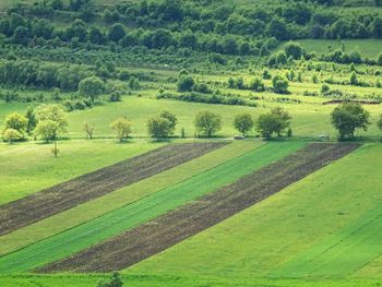 Scenic view of agricultural field