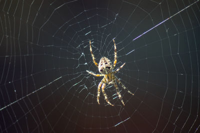 Close-up of spider on web