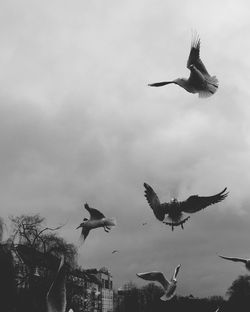 Low angle view of birds flying against sky