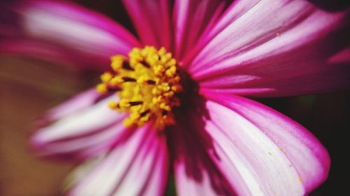 Close-up of pink flower blooming outdoors