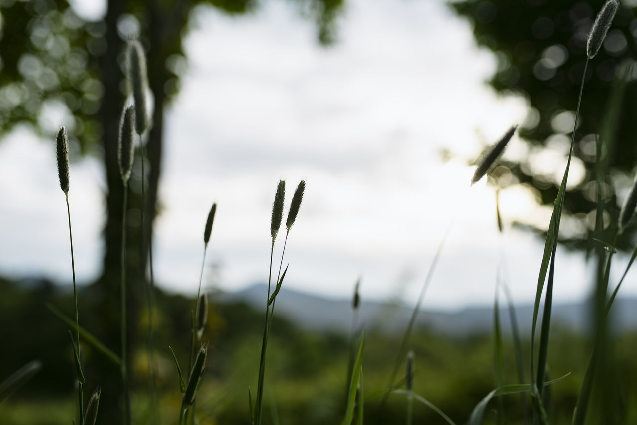 CLOSE-UP OF STALKS AGAINST SKY