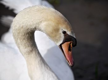 Close-up of swan