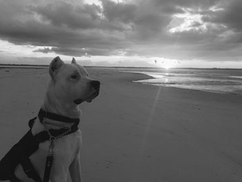 Dog on beach against sky