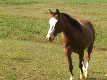 Horses grazing on grassy field