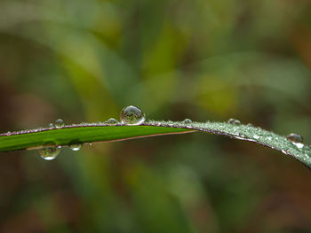 Close-up of water drops on plant