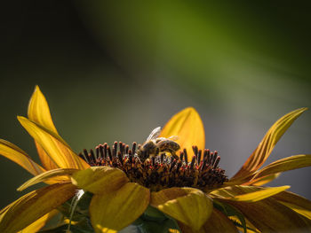 Close-up of insect on yellow flower