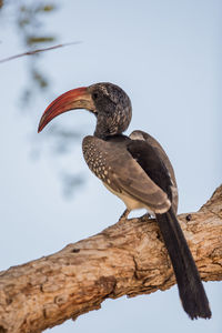 Close-up of bird perching on tree branch against sky