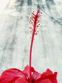 Close-up of red flowering plant