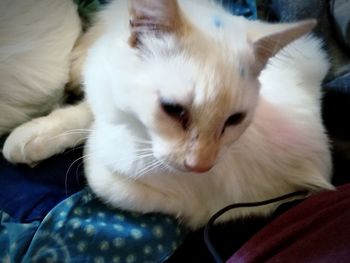 Close-up of cat relaxing on bed at home