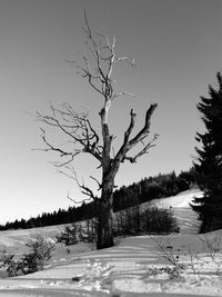Bare tree on landscape against clear sky