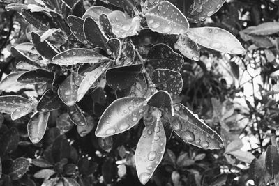 Close-up of water drops on leaves